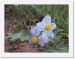 Horse Nettle * 1600 x 1200 * (1.34MB)